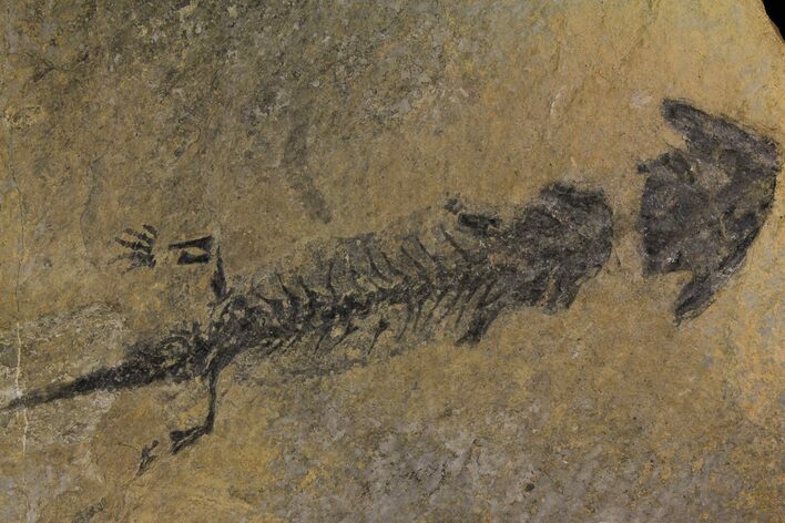 Discosauriscus (Permian Reptiliomorph) - Czech Republic #175729